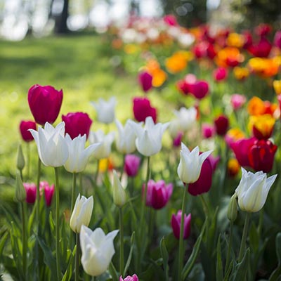 Bulbes de printemps : tulipe